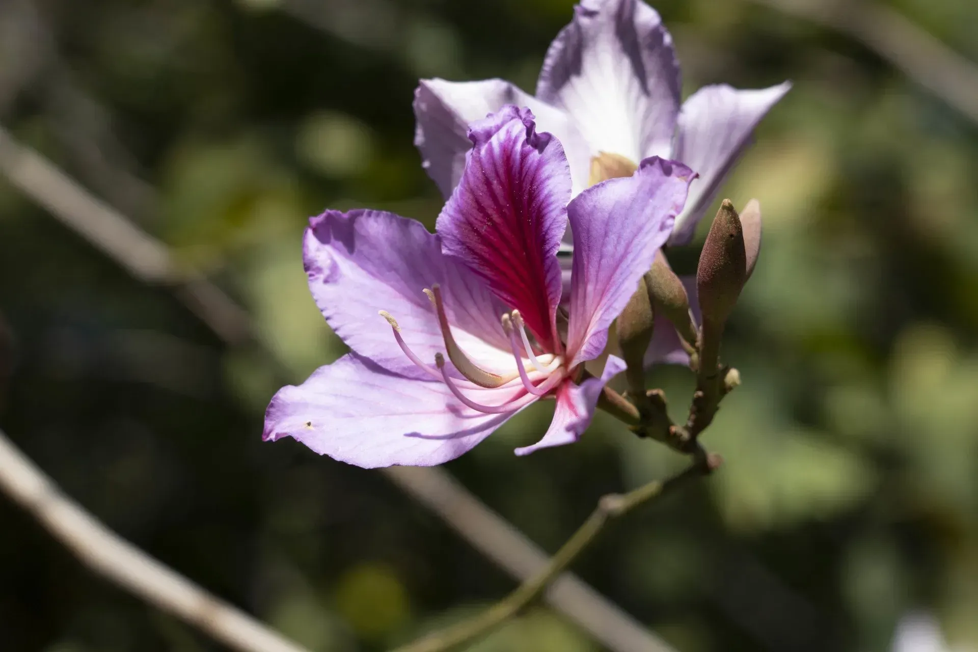 Purple Bauhinia flower with a dark red center blooming on a thin branch, set against a blurred green background.
