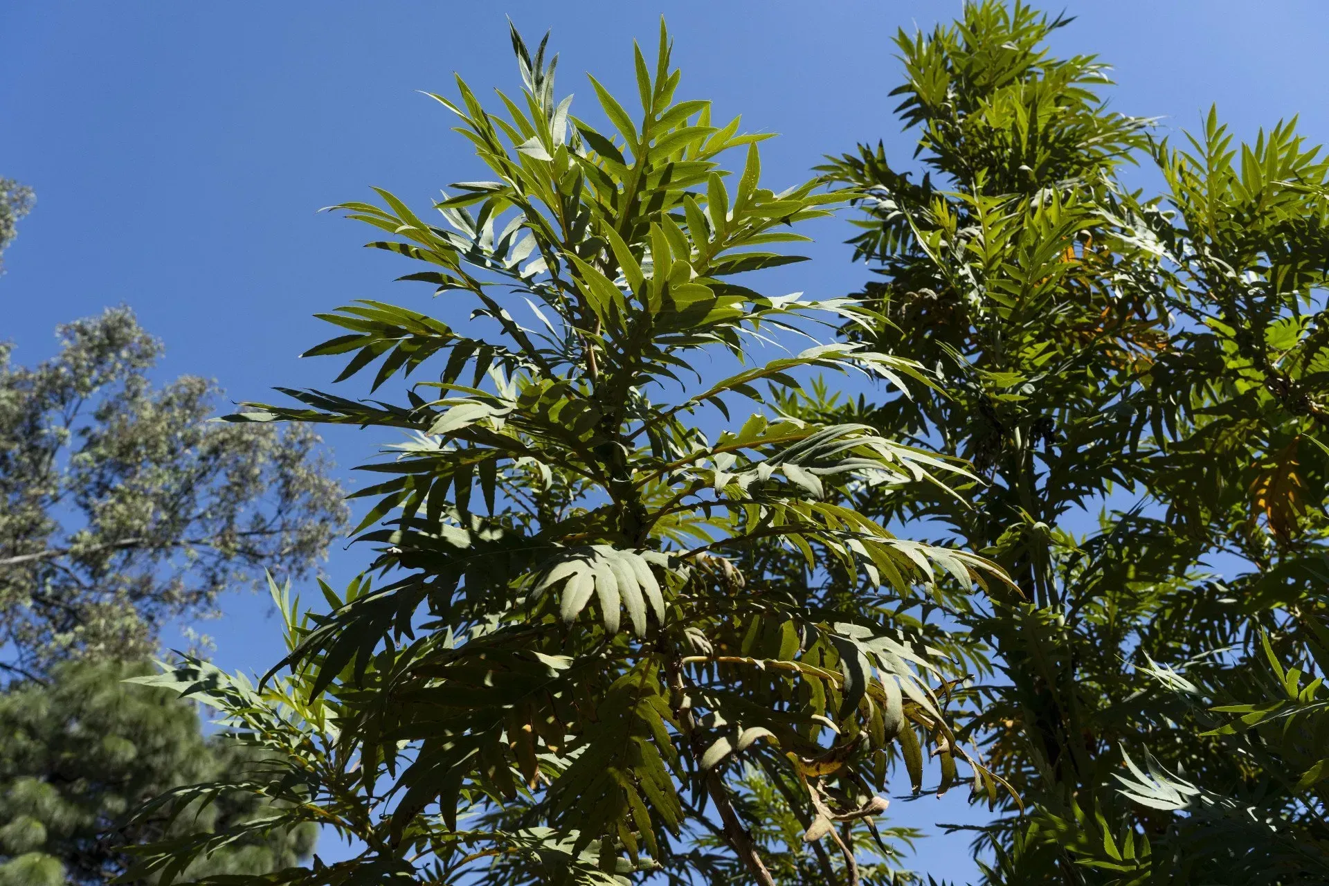 Green, leafy tree branches against a bright blue sky.