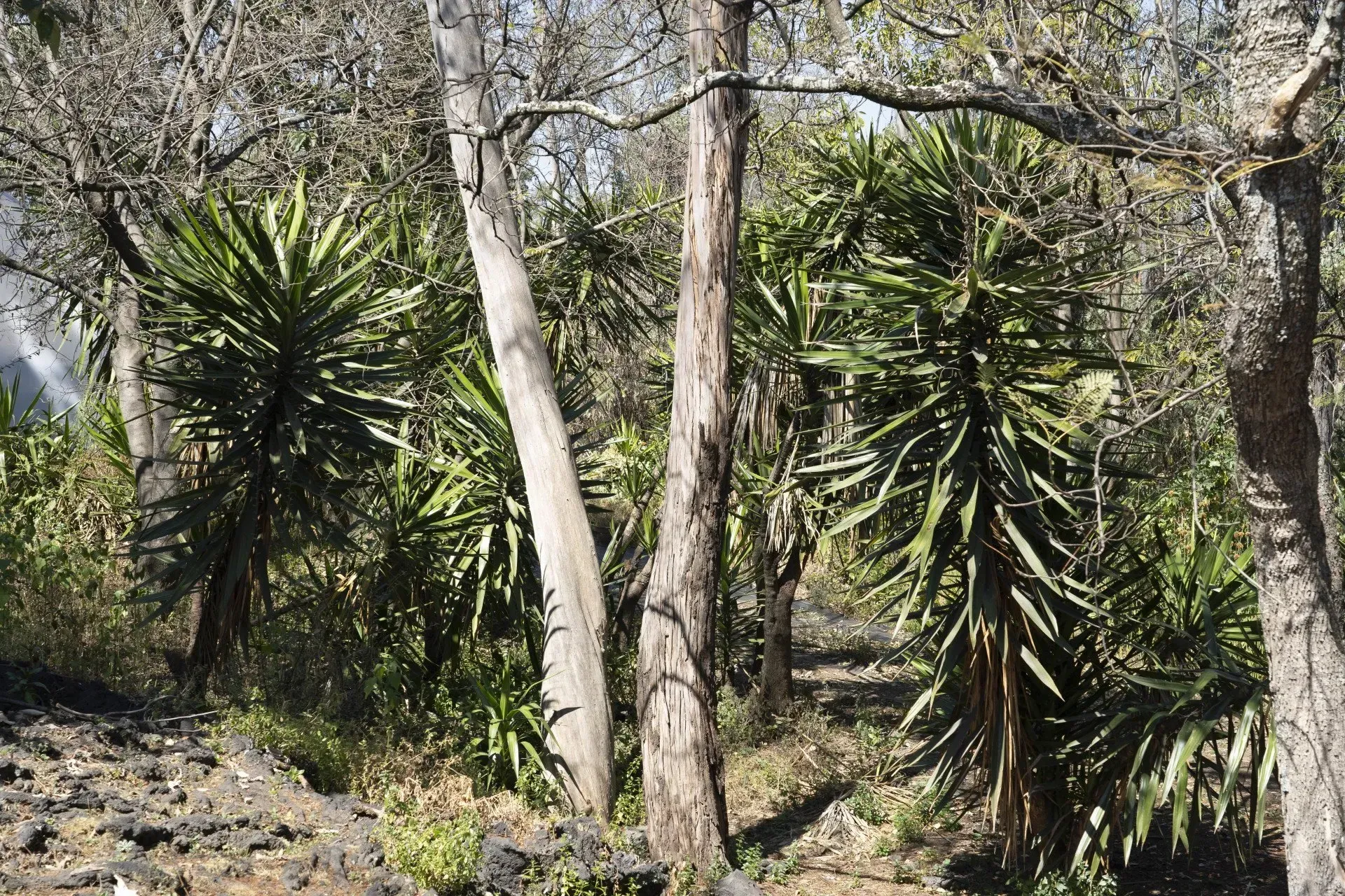 Trees and spiky-leafed plants in a sunlit forest. The ground is rocky, and other trees with bare trunks are visible.
