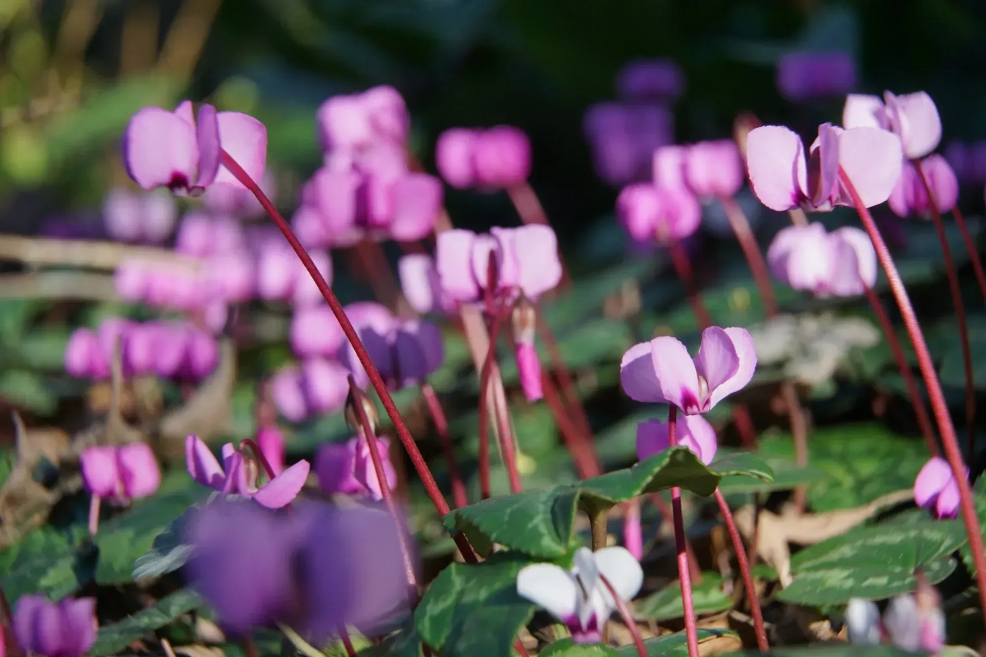 Pink cyclamen flowers with downturned petals and heart-shaped leaves in a garden.