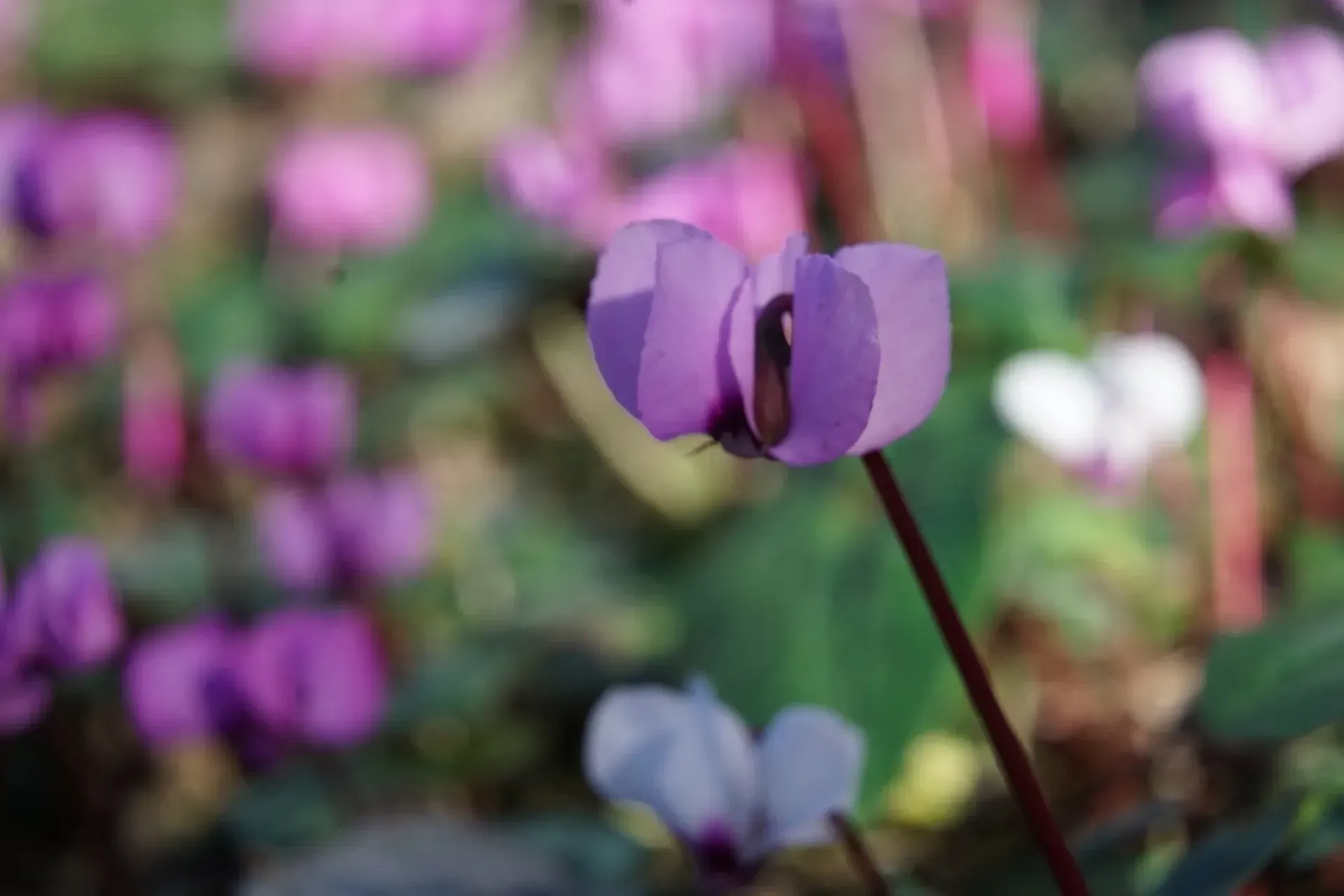 Close-up of a purple cyclamen flower in focus, with blurred purple and white cyclamens in the background.