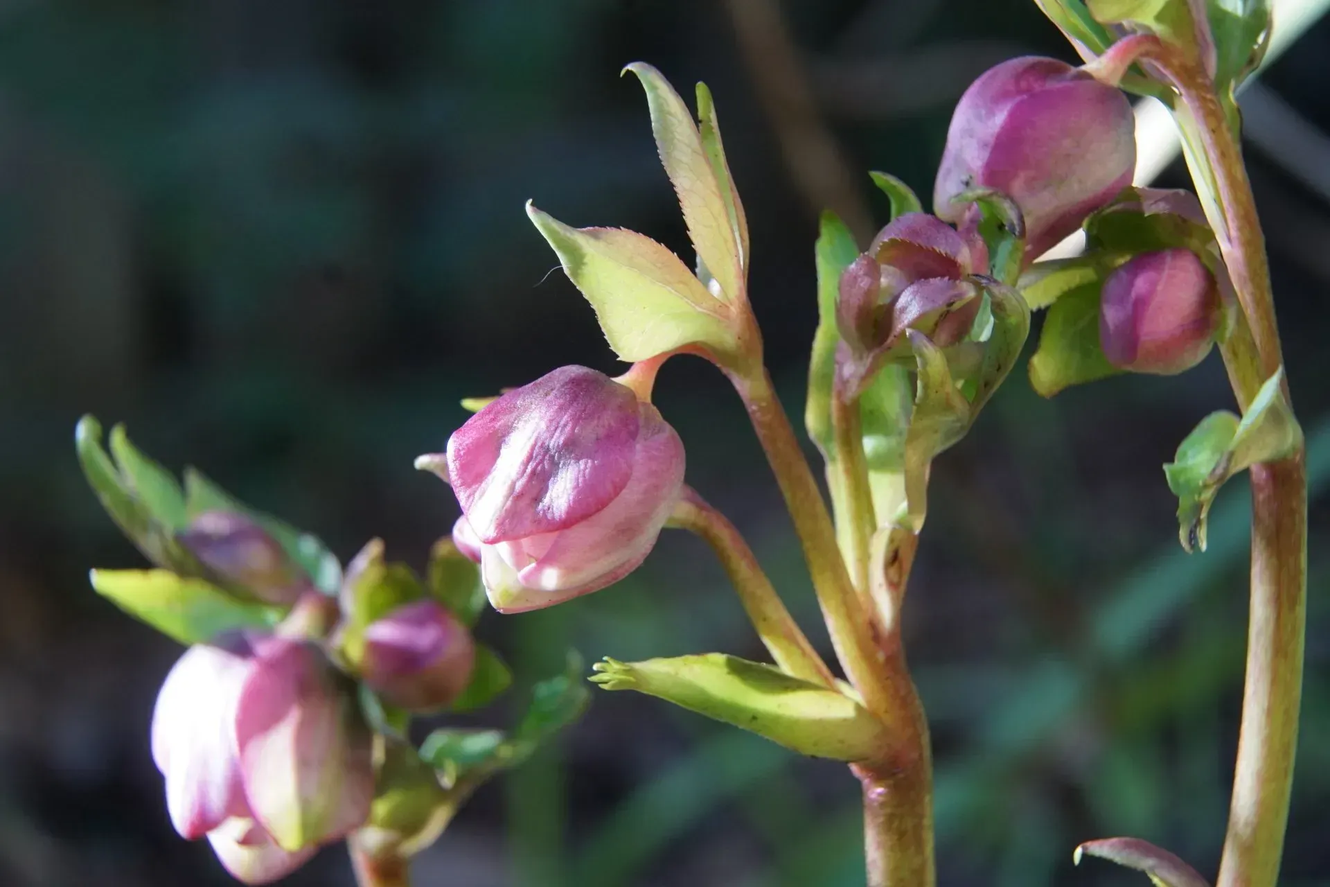 Pink and green hellebore flowers blooming, clustered on brown stems in a sunny outdoor setting.