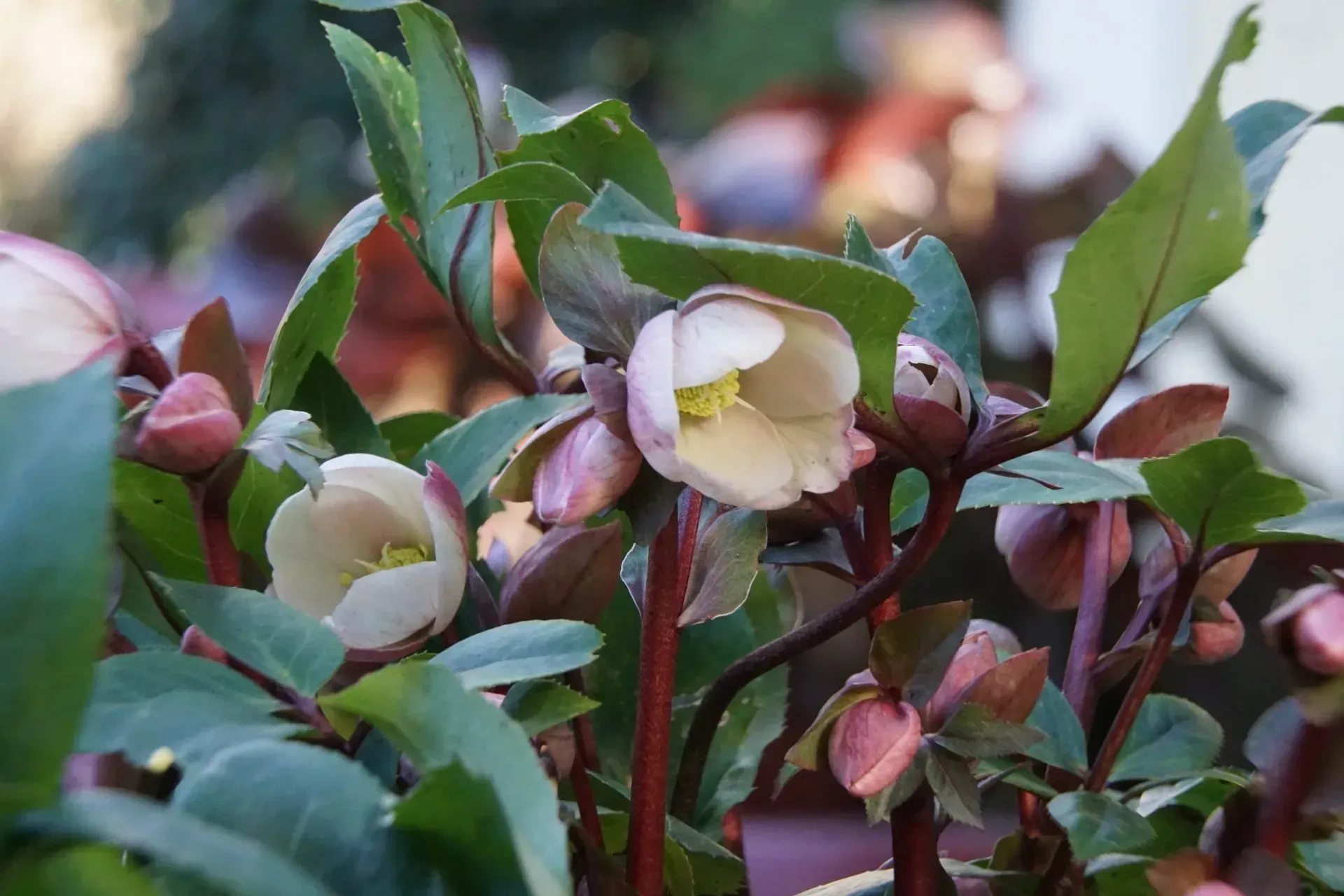 Close-up of hellebore flowers with pale pink petals and green leaves, in a garden setting.