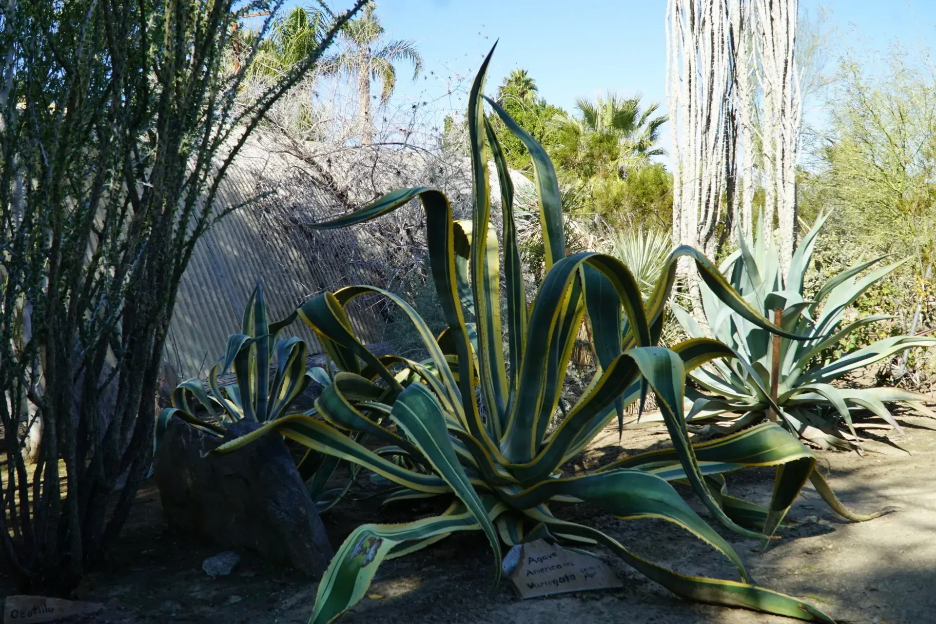 A desert garden features large, green and yellow agave plants with tall, spiky leaves.