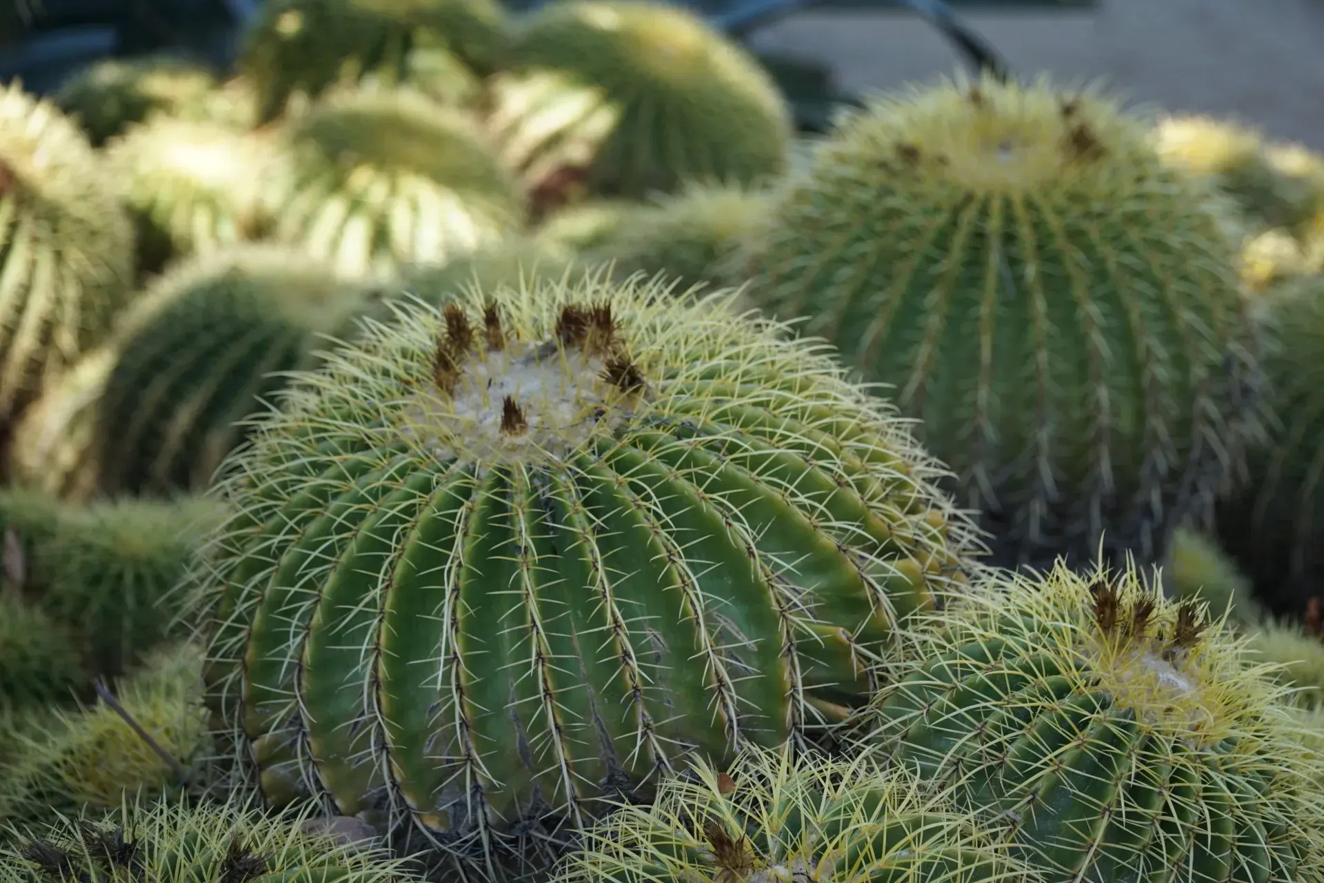 Golden barrel cacti, round and green, with prominent spines and yellow tips, clustered together.