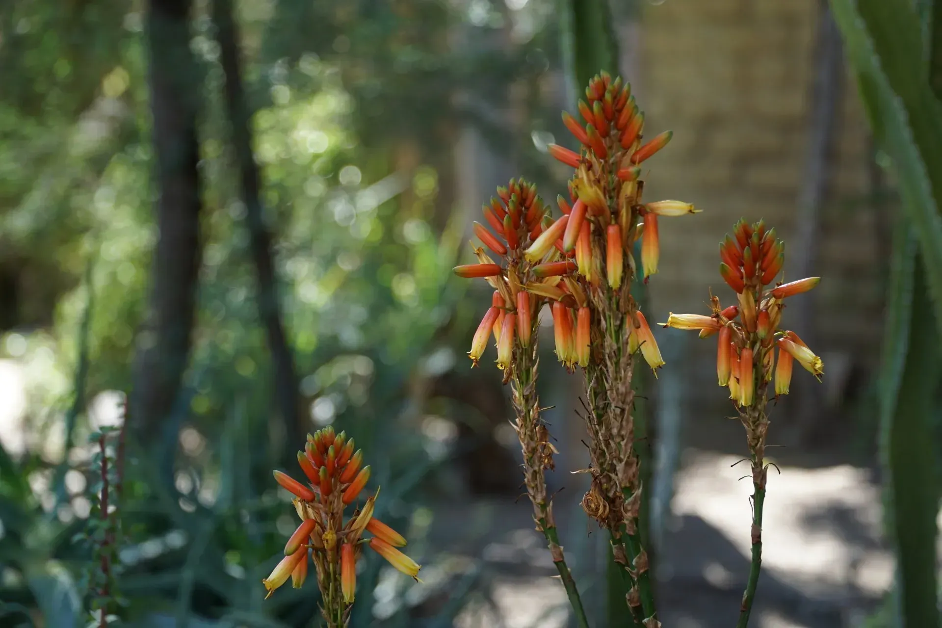Orange and yellow aloe vera flowers blooming in a garden setting, with a blurred background of trees and other plants.