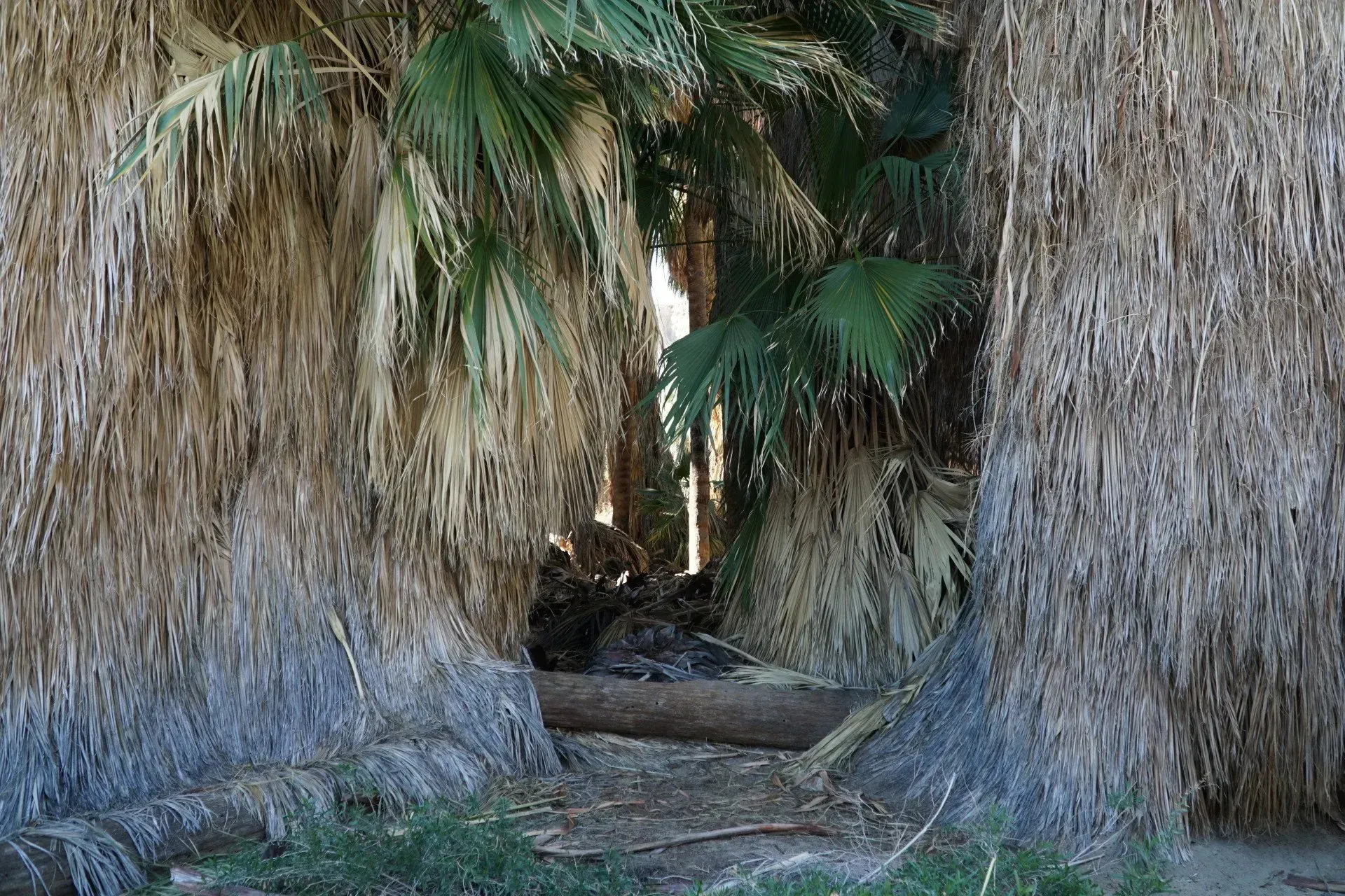 View into a grove of palm trees, with hanging dry fronds and green leaves. The grove creates a shaded tunnel.
