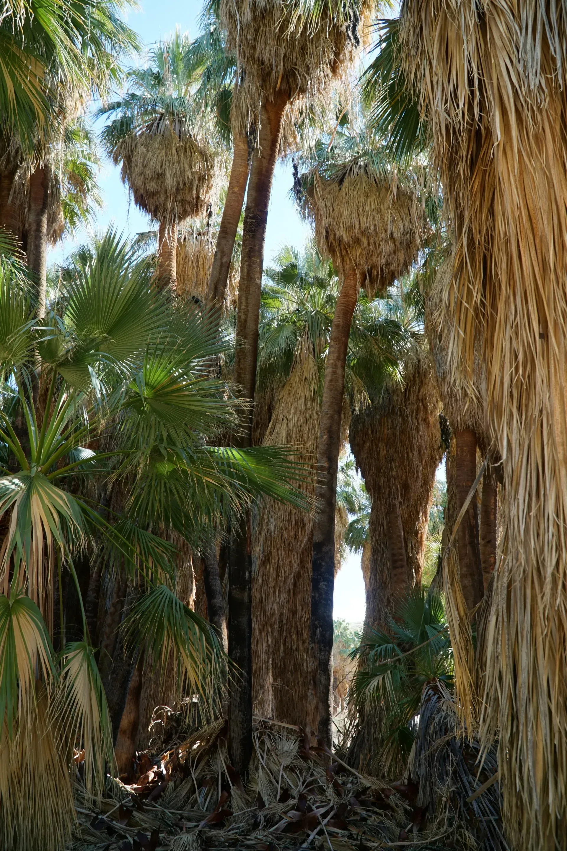 Palm trees with shaggy trunks and green fronds clustered together in a sunny setting.