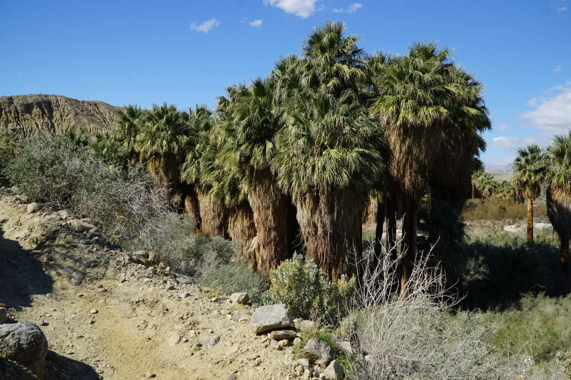 A row of tall palm trees with shaggy brown trunks and green fronds against a blue sky in a desert landscape.