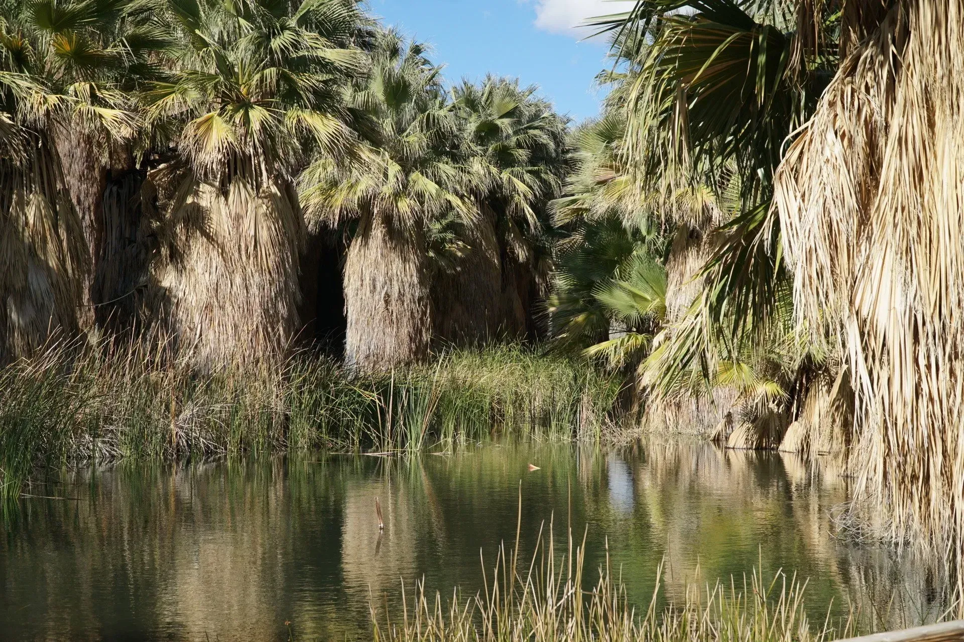 Pond surrounded by cliffs and palm trees with dry, brown fronds. Reeds grow along the water's edge; sunny sky.