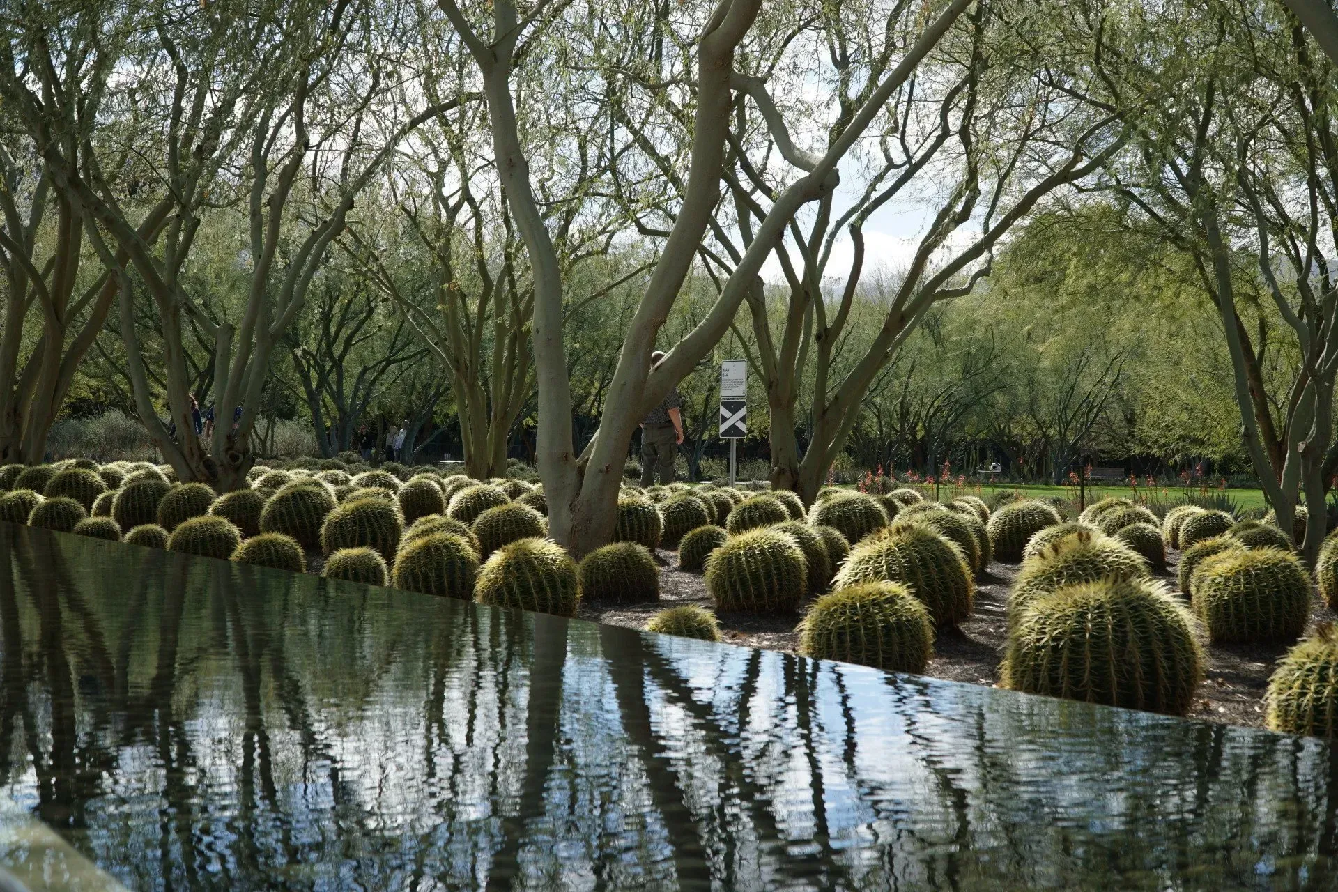 A serene garden with round cacti beside a reflective pool, surrounded by trees. The sky and trees are reflected in the water.
