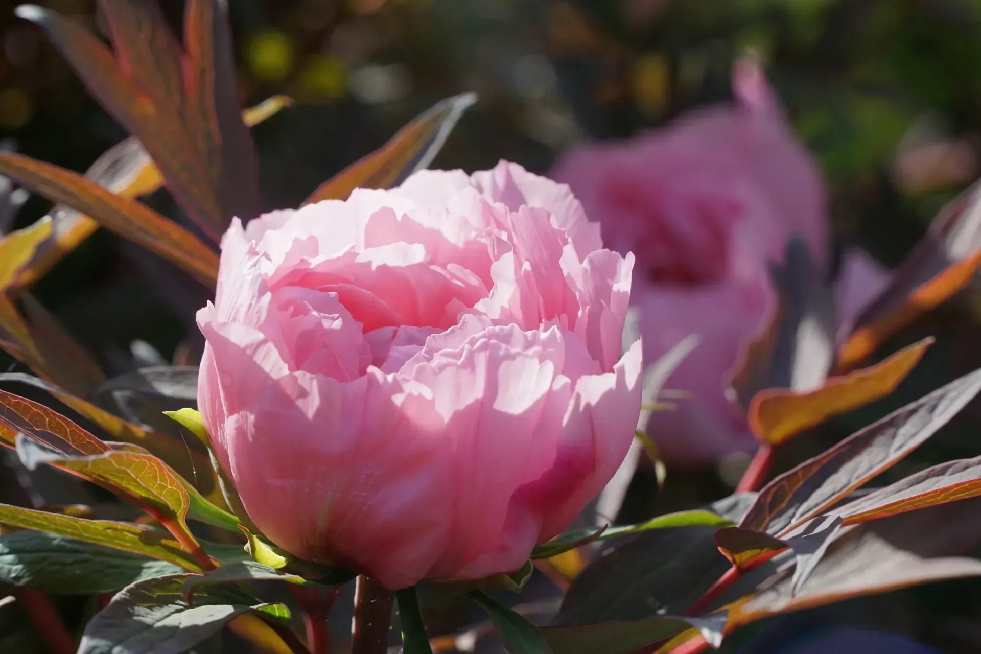 A close-up of a pink peony flower in full bloom with dark reddish-brown leaves. Another bloom is visible in the background.