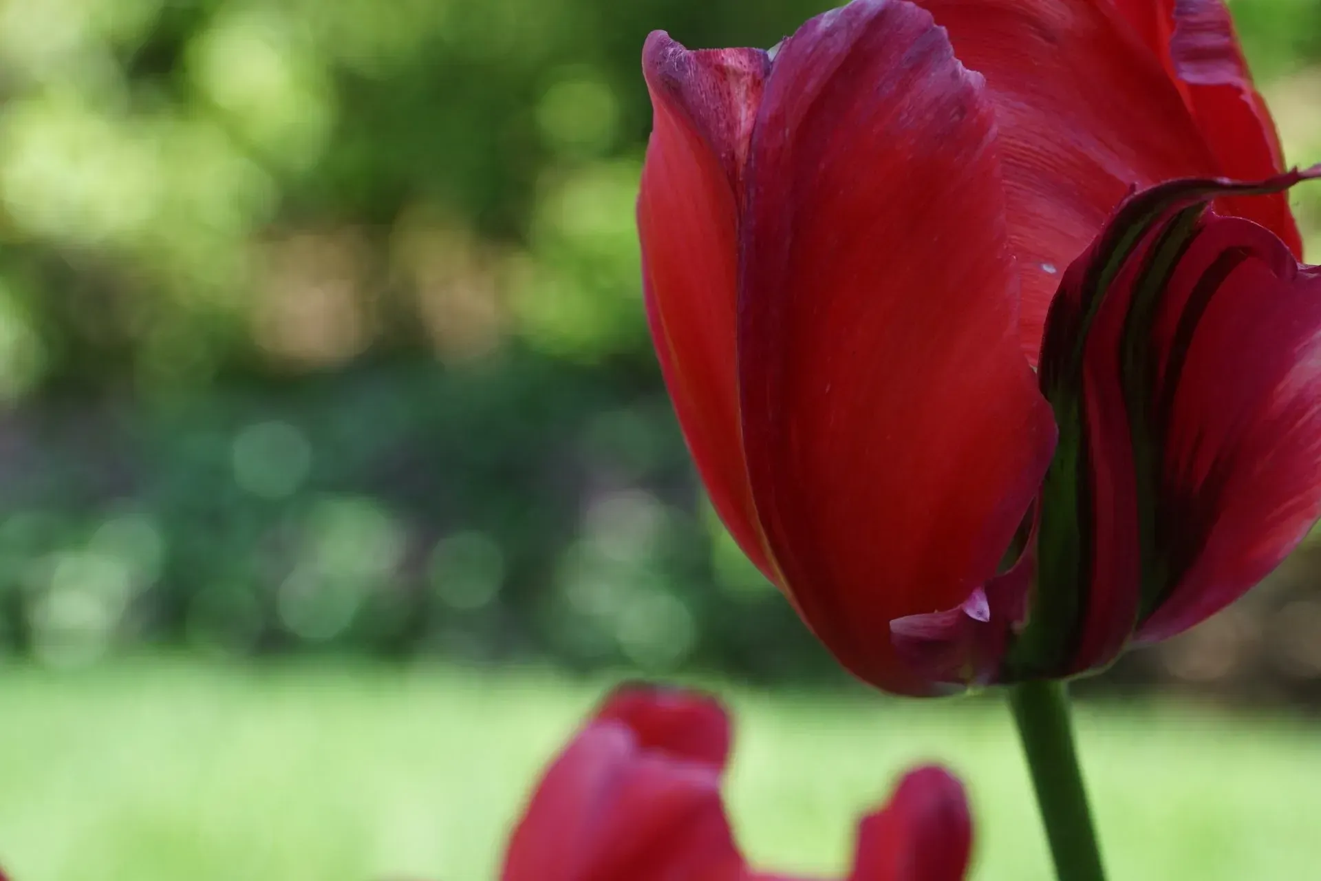 Close-up of a red tulip with dark green striped petals, against a blurred green background.