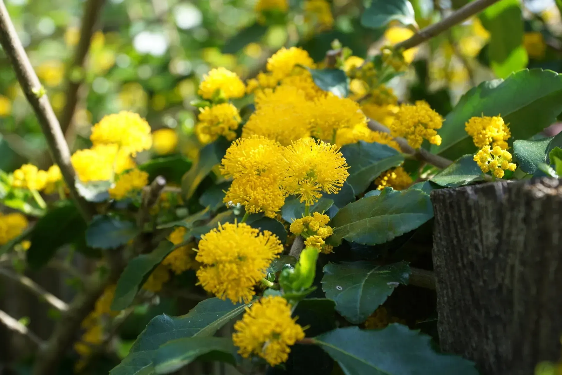 Yellow flowers blooming on a green-leafed shrub, partially obscuring a wooden post.