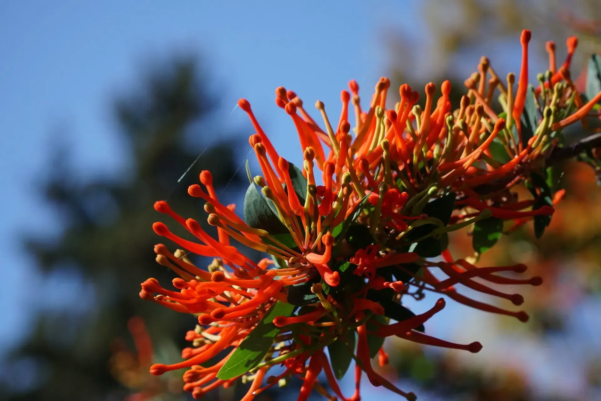 Close-up of fiery orange-red flowering plant branch against a blurred background of blue sky and green foliage.