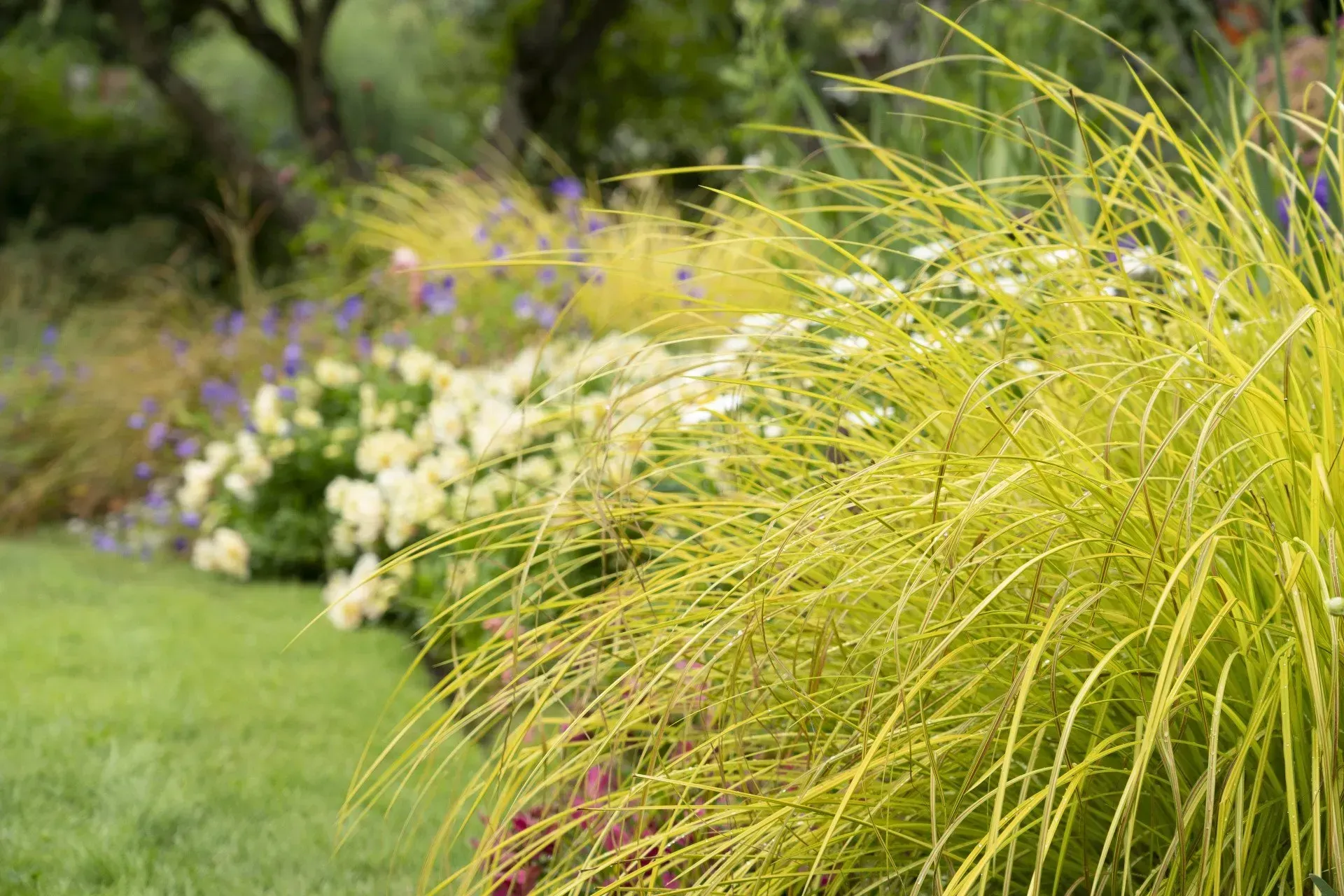 A vibrant, yellow-green ornamental grass borders a garden bed filled with white and purple flowers, lush green lawn.