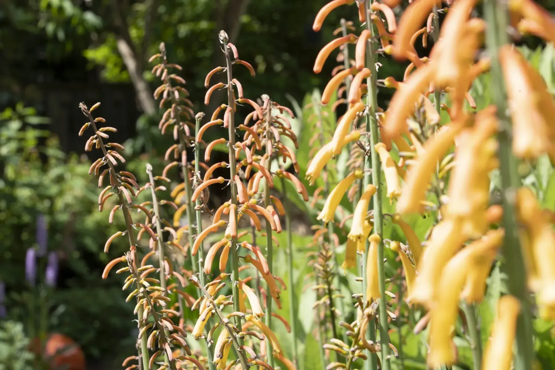 Orange-yellow flower spikes in a garden, with green foliage and a blurred background of trees.