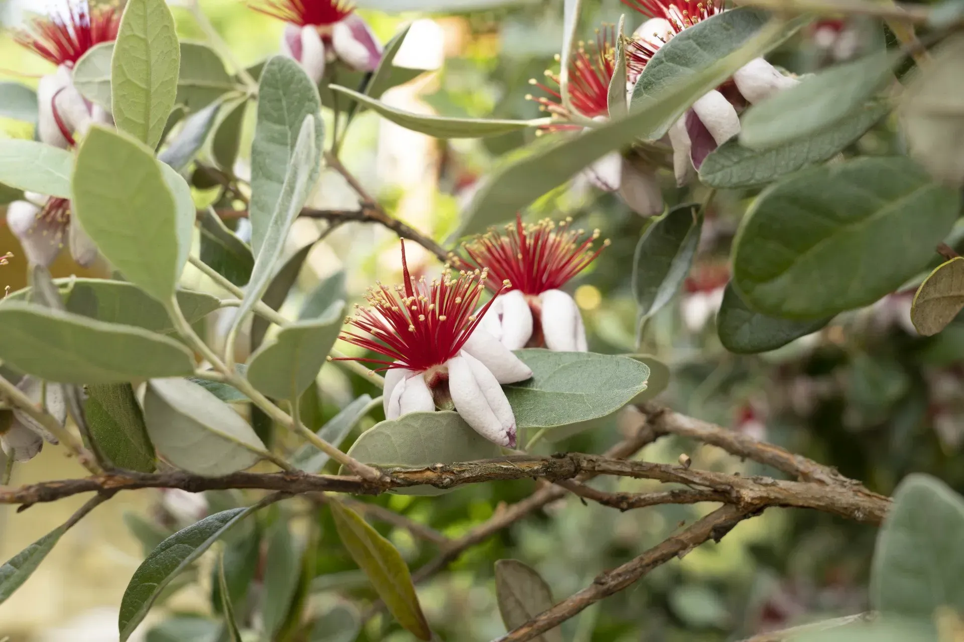 Branches of a Feijoa tree in bloom; white petals with red and gold centers are surrounded by green and gray leaves.