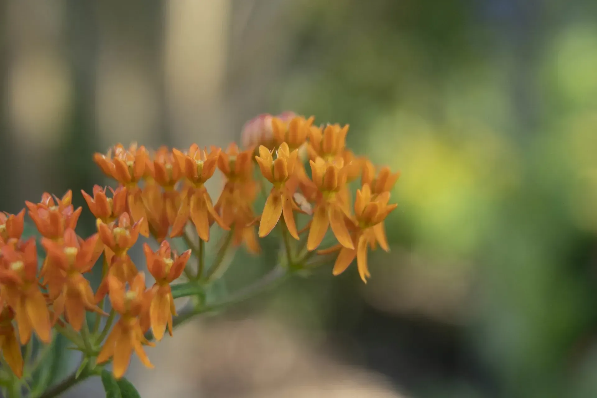 Close-up of a cluster of small, orange butterfly milkweed flowers with a blurred green and gold background.