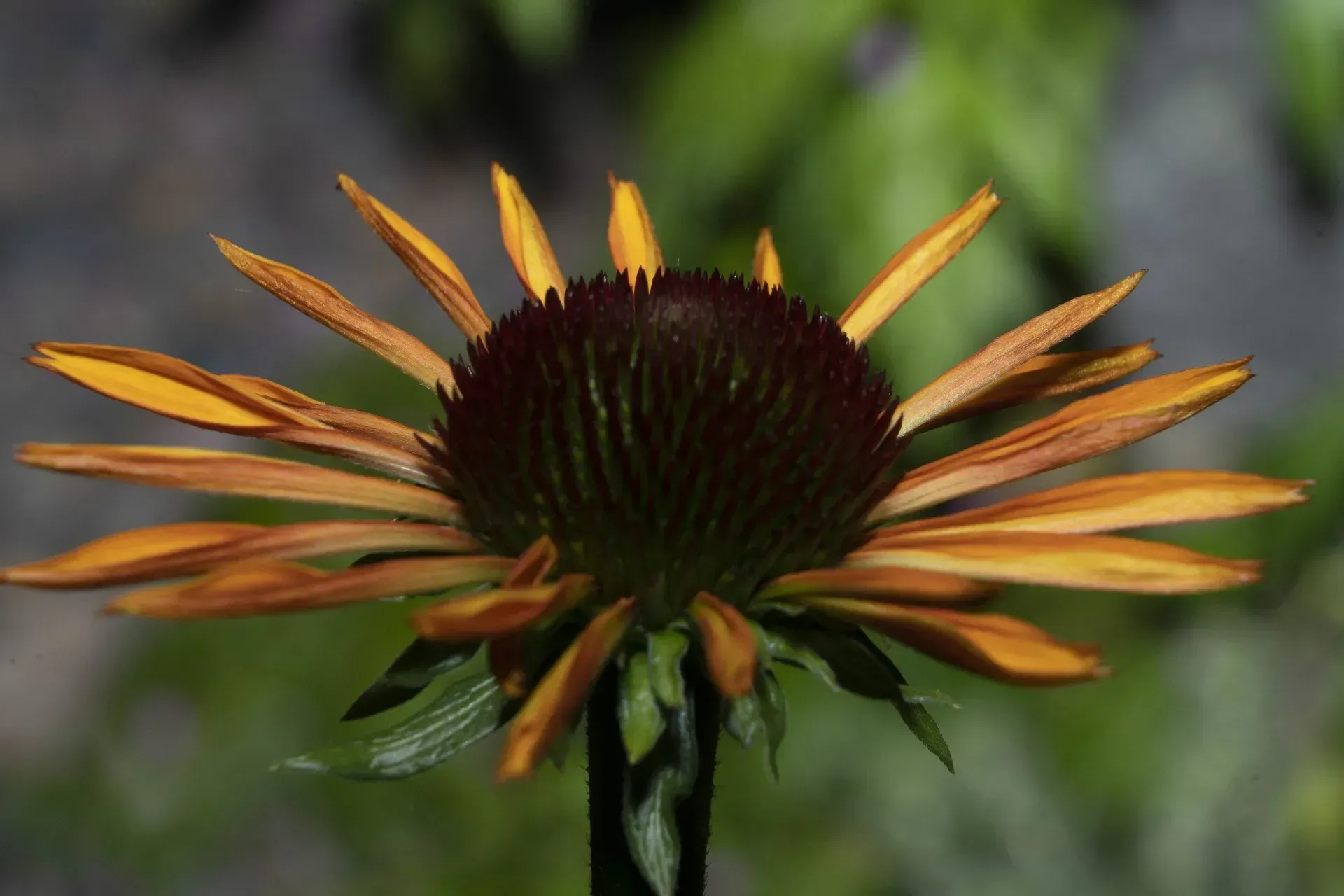 Close-up of an orange and brown coneflower. The petals are faded, surrounding a dark brown center.