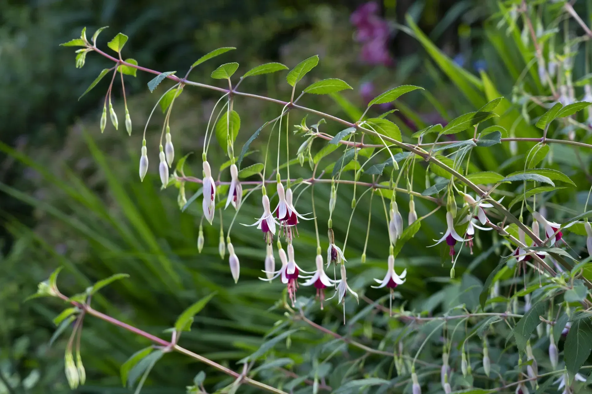 Branch of fuchsia flowers with white petals and purple centers, hanging downwards, set against green foliage.
