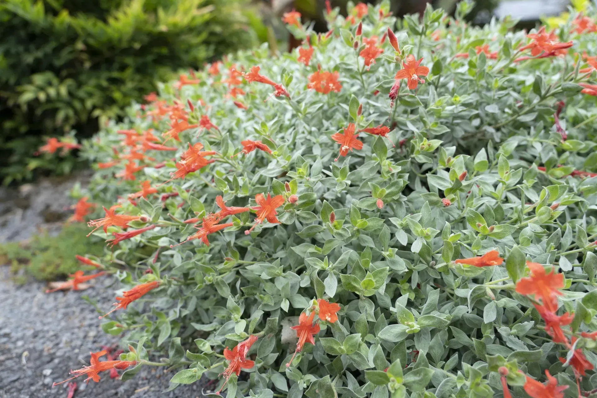 Bush with silvery-green foliage and many bright orange, tubular flowers. The bush is outdoors near a blurry green bush.