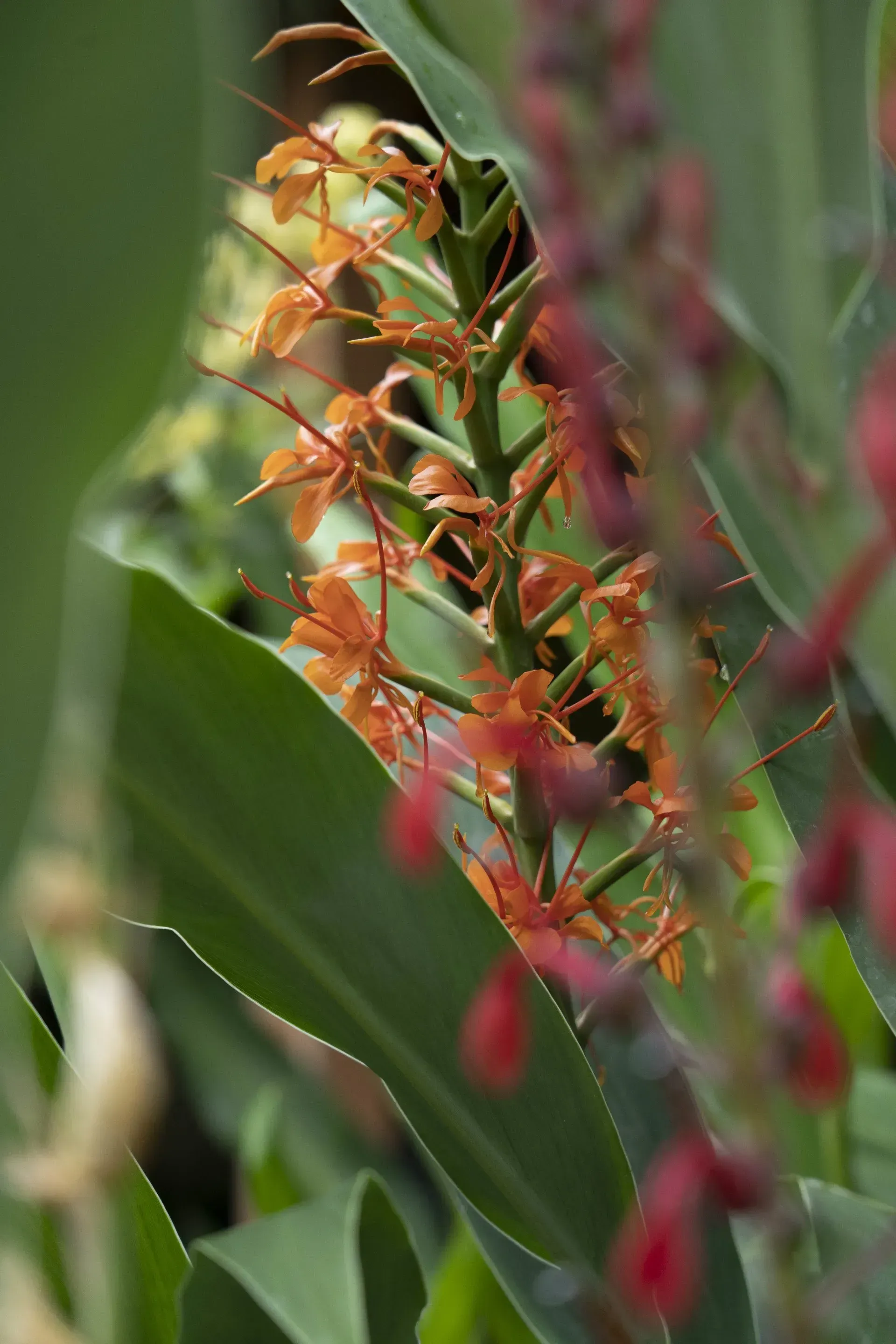 Orange ginger flowers in a cluster, surrounded by large green leaves, with blurred red flowers in the foreground.