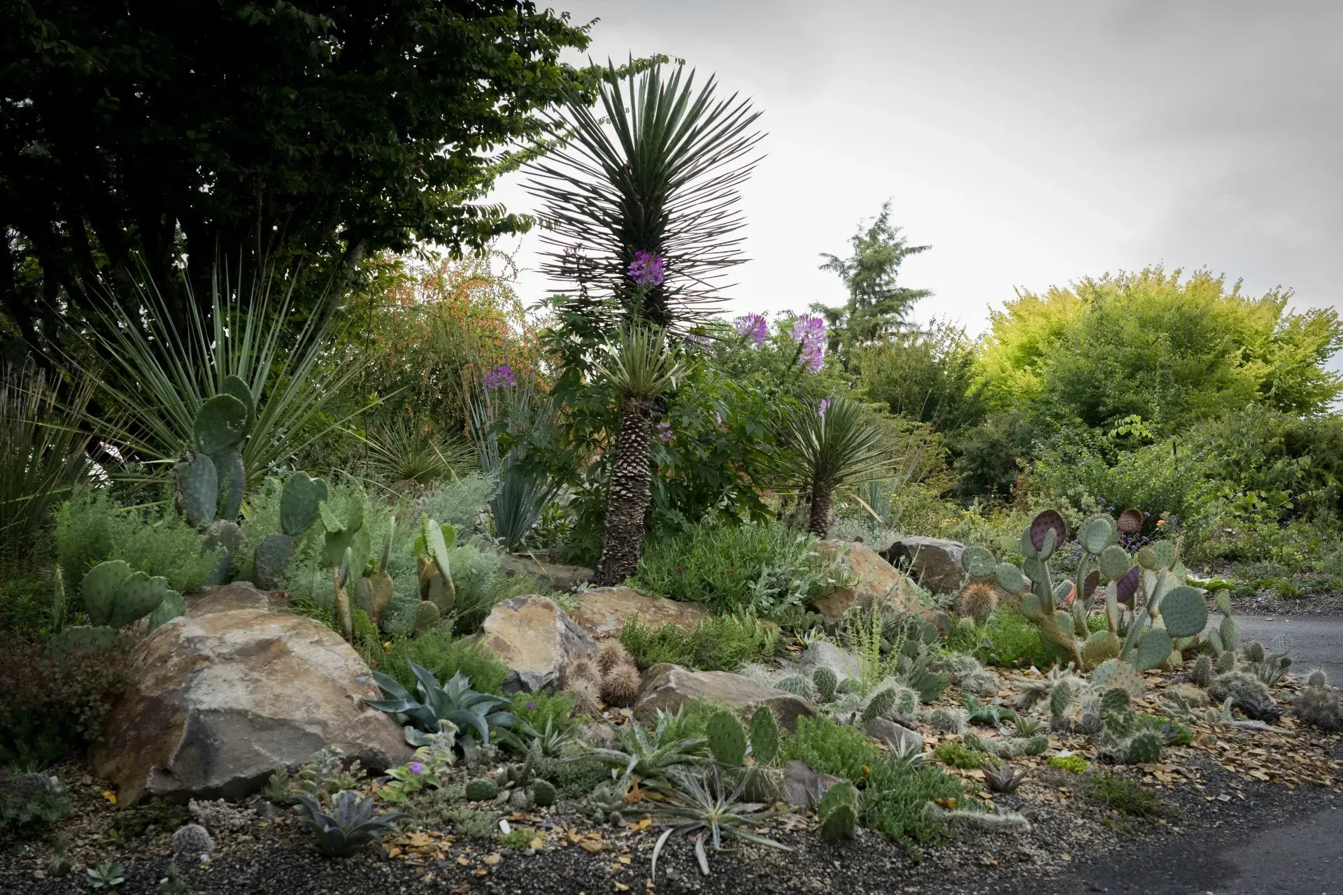 A rock garden featuring various cacti and other desert plants, under a cloudy sky.