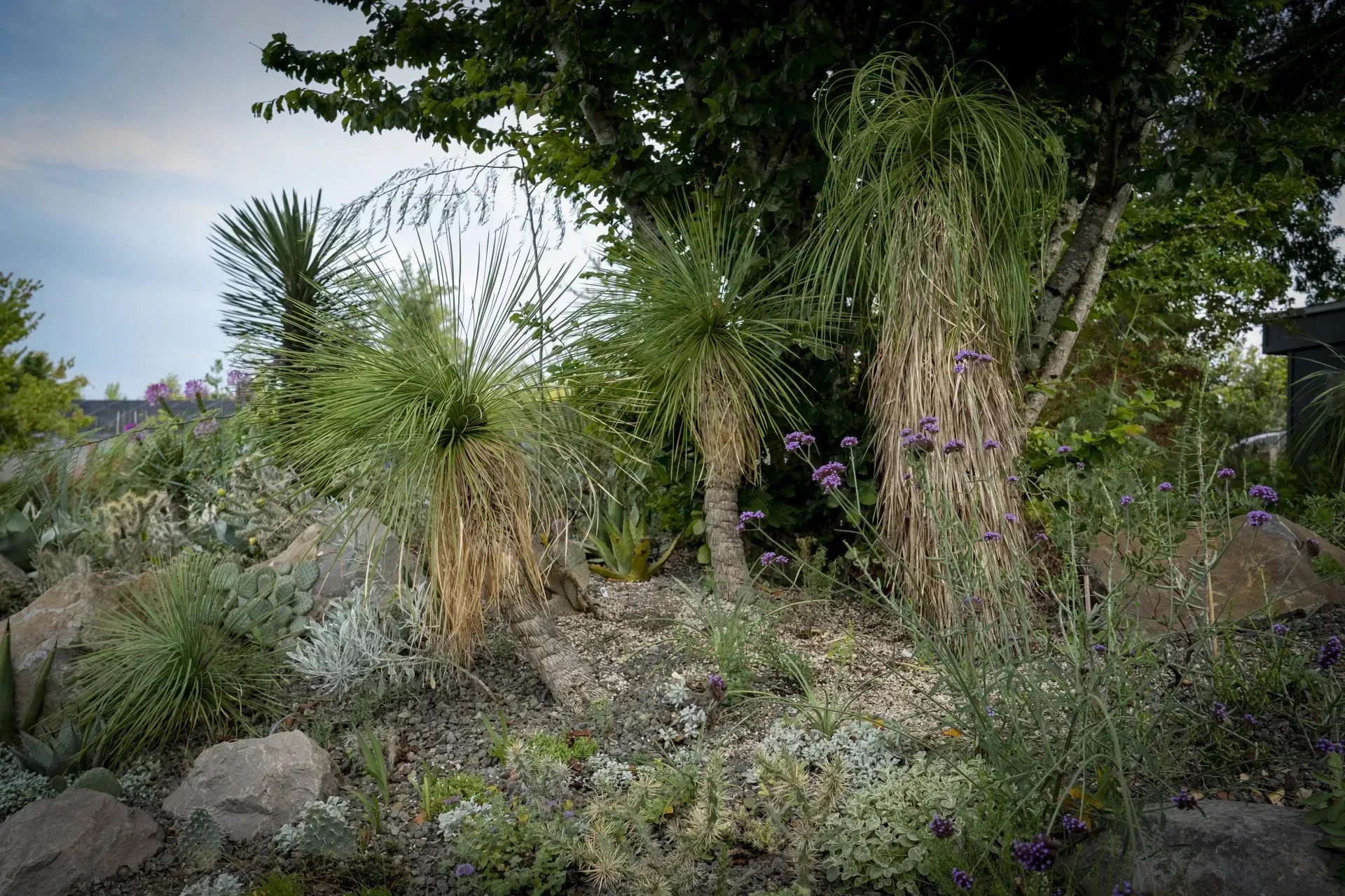A garden bed with several drought-tolerant plants, including ponytail palms, succulents, and purple flowers.