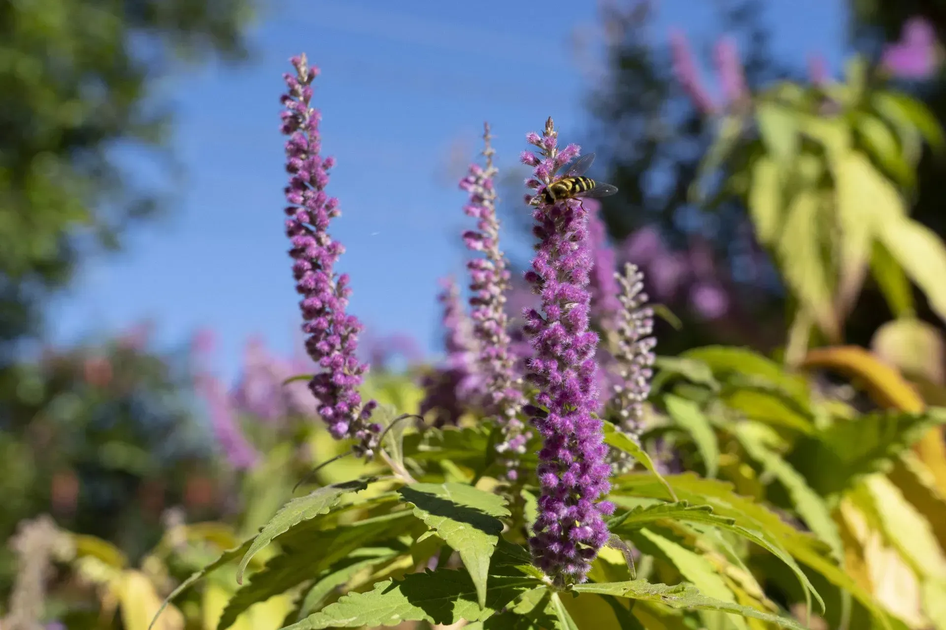 Purple flowering plant with a bee, set against a blue sky. Green leaves frame the blooms, catching sunlight.