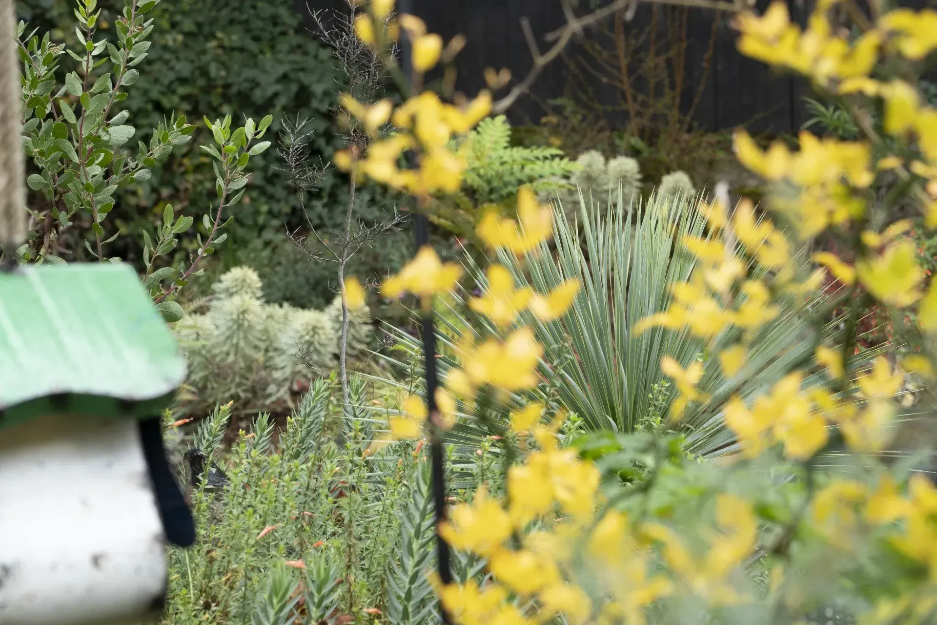 A lush garden scene with yellow flowers in focus. White bird feeder on the left. 