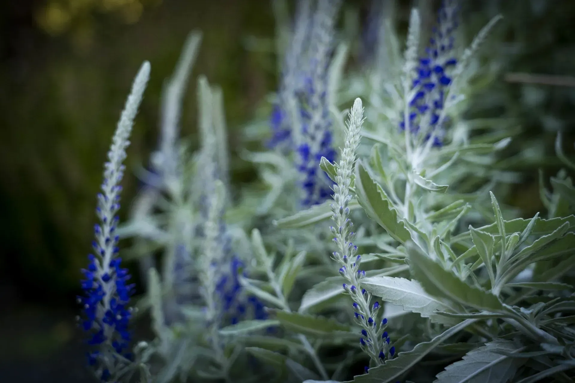 Blue Veronica flower stalks rise from silver-green foliage in a garden setting.