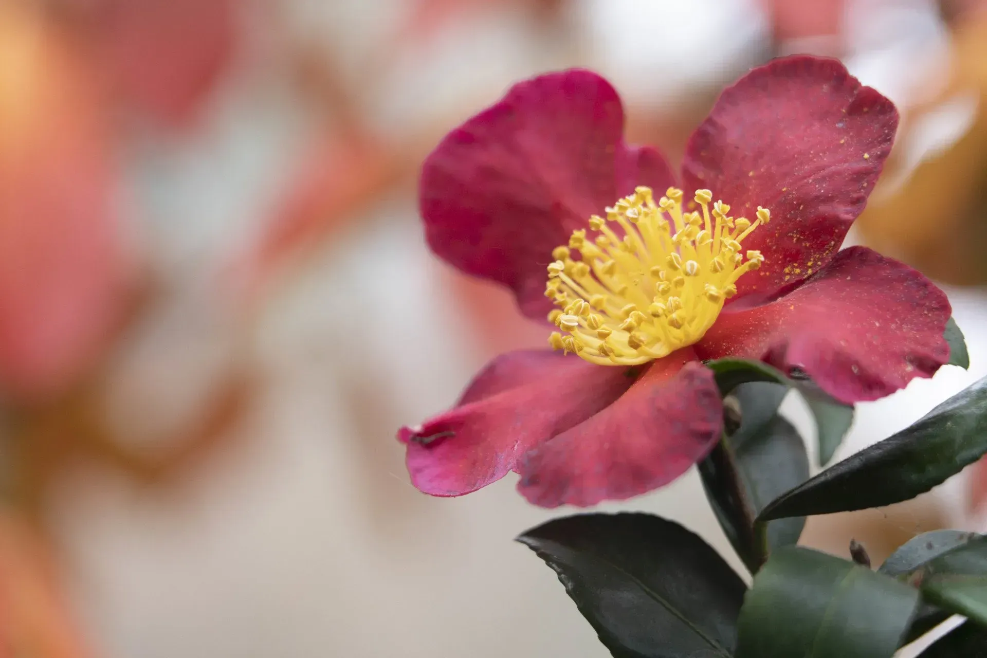 A close-up of a red flower with a yellow center, set against a blurred colorful background, with dark green leaves.