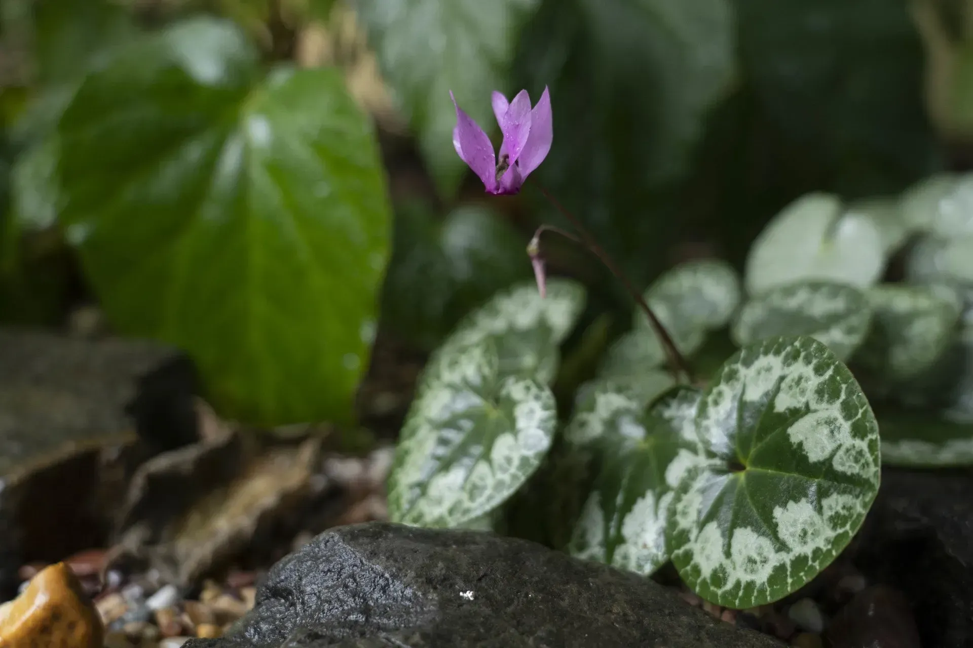 Pink cyclamen flower blooming among patterned, green leaves.