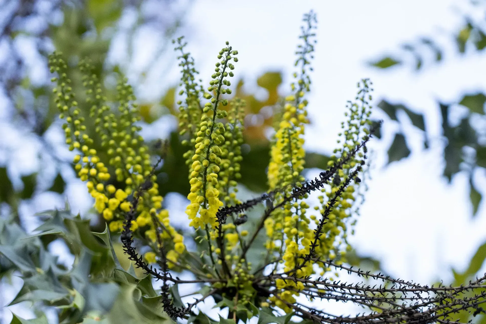 Yellow, flower-like blooms on a green-leafed plant against a blurred, light background.