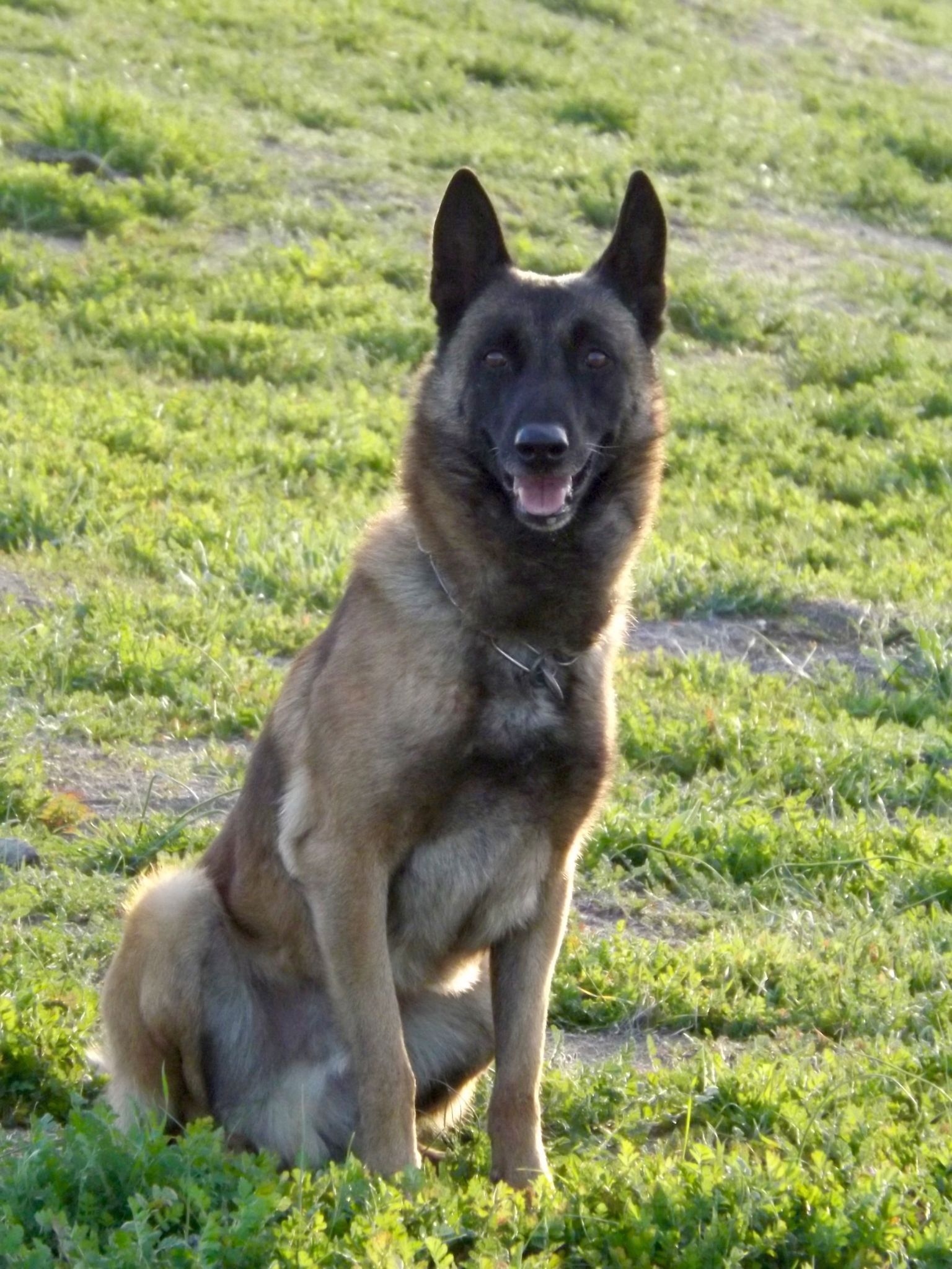 A brown dog is sitting in the grass in a field.