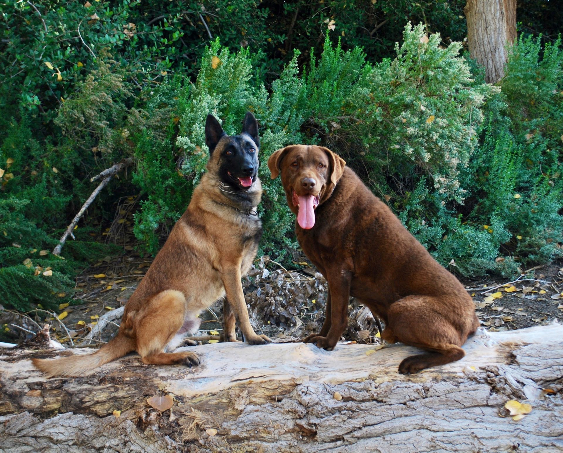 Two dogs are sitting next to each other on a log