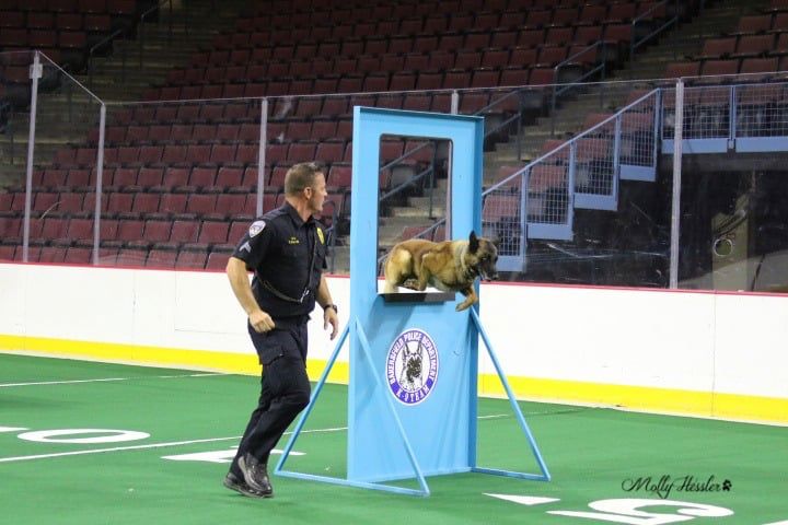 A man and a dog are on a hockey rink