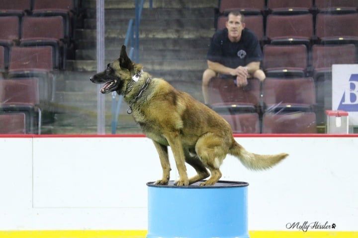 A german shepherd is sitting on top of a blue barrel.