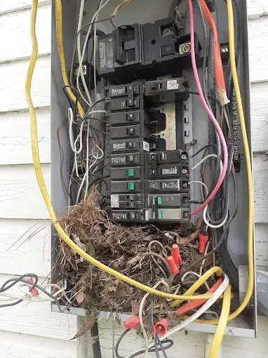 A bird's nest sits inside an open outdoor electrical circuit breaker panel on a siding wall.