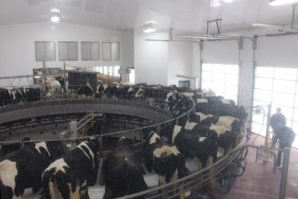 A group of cows are standing in a circle in a barn