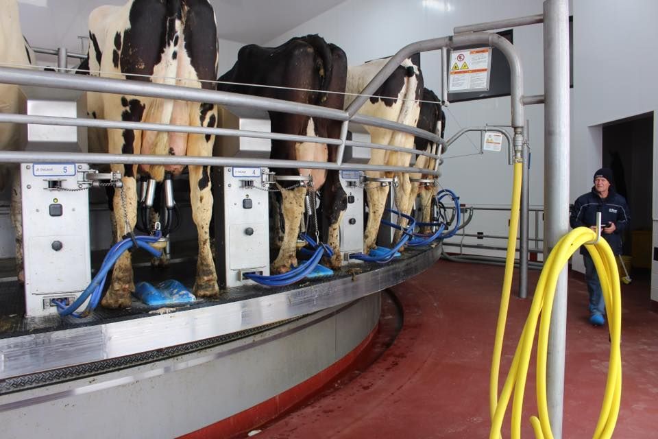A row of cows are being milked in a dairy farm
