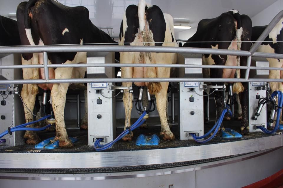 A group of cows are standing in a milking machine
