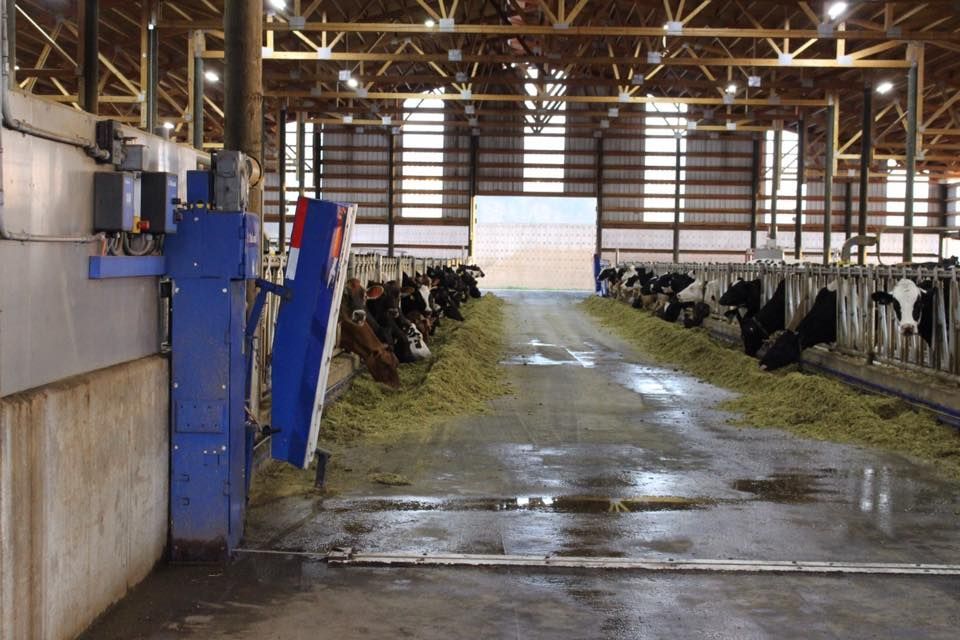 A row of cows are standing in a barn eating hay.