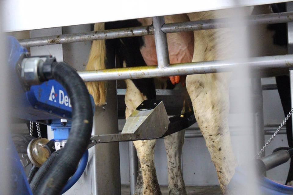 A cow is being milked by a DeLaval machine