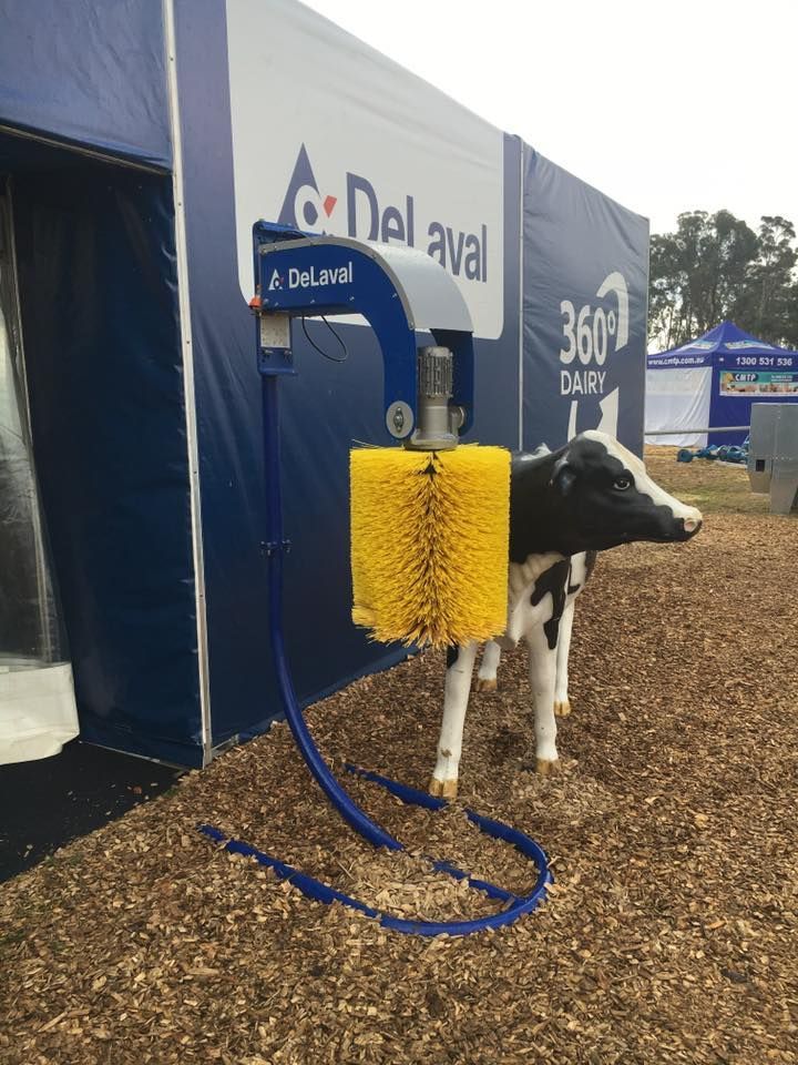 A cow is being brushed by a machine in front of a DeLaval sign