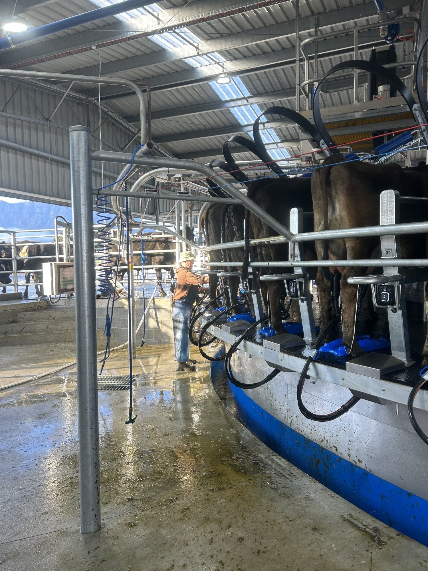 A man is milking cows in a barn.