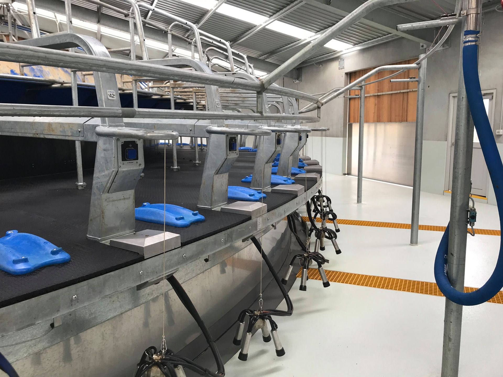 A row of milking cubicles in a barn with blue seats.