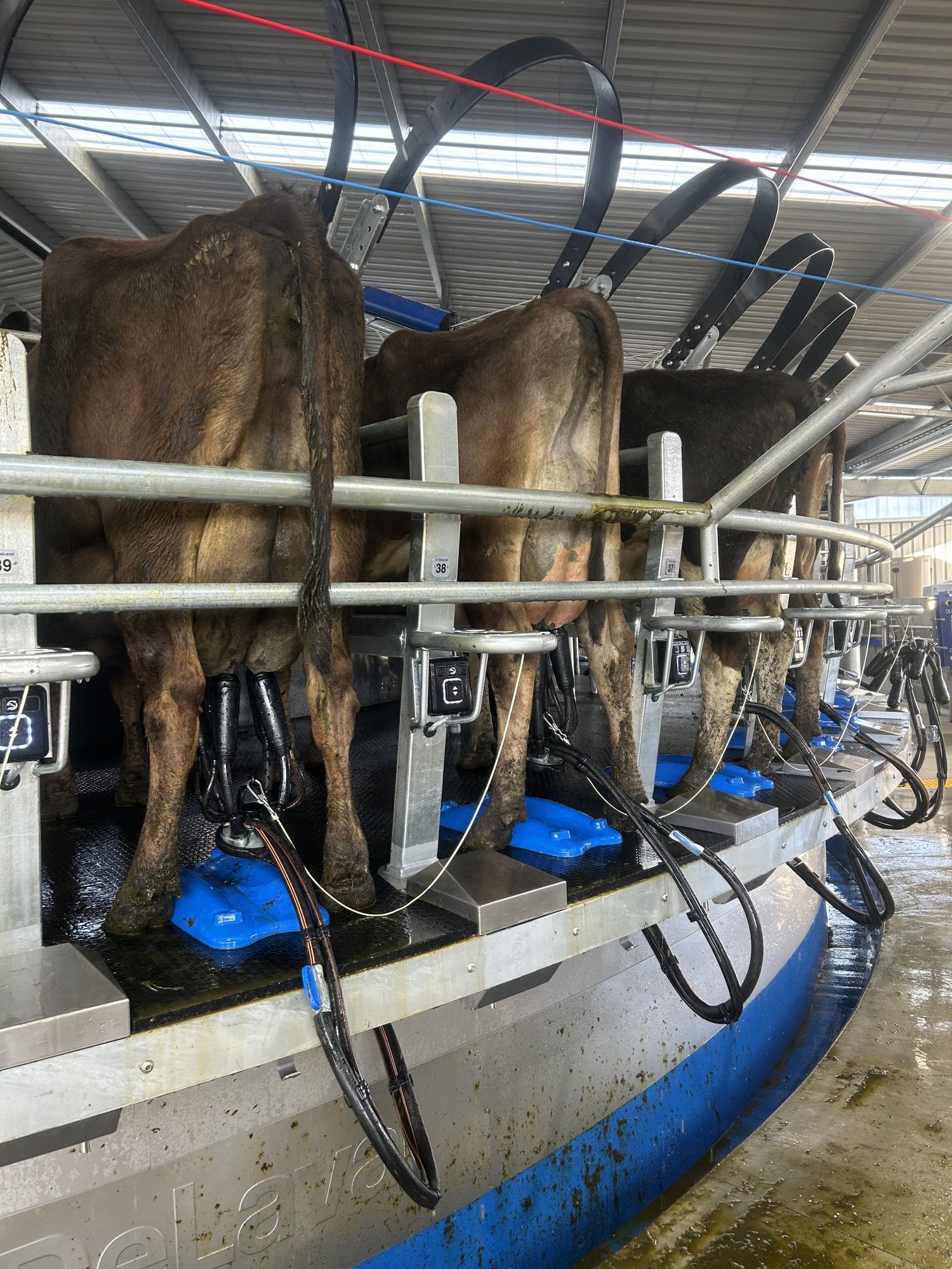 A herd of cows are being milked in a barn.