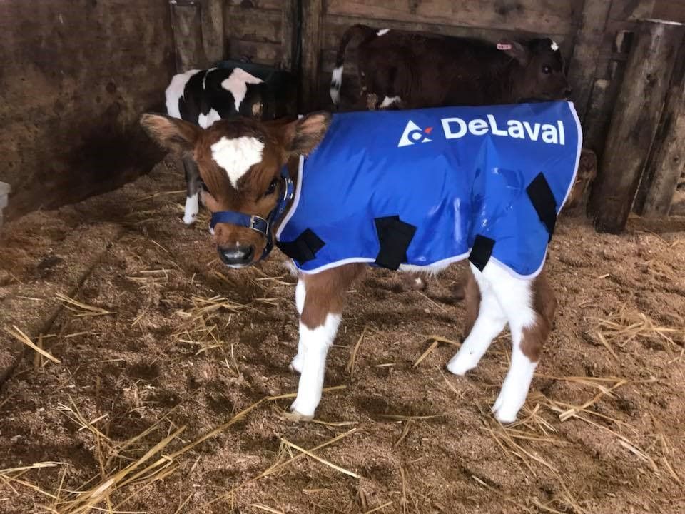 A baby calf wearing a blue delaval blanket